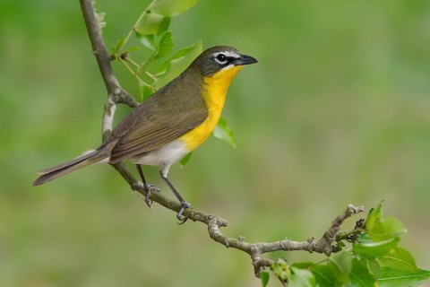 Yellow-breasted Chat (Icteria virens) perched on a branch, Texas, USA