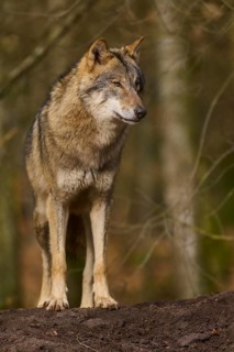A pensive wolf stands in the forest and looks into the distance, Wolf (Canis lupus), Germany