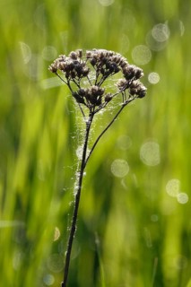 Plant in spring with cobweb threads, Germany