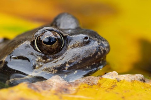 Common frog (Rana temporaria) adult amphibian in a garden pond with fallen autumn leaves on the