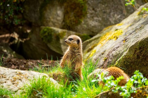 Meerkat (Suricata suricatta) standing between rocks looking around, curious, Germany