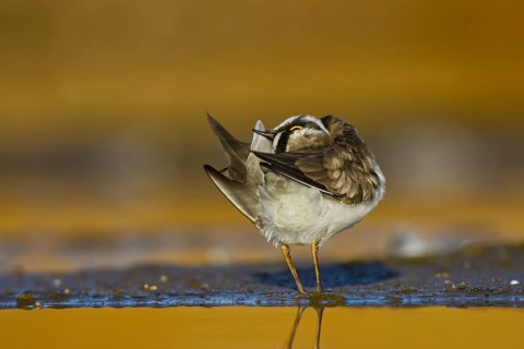 Little Ringed Plover (Charadrius dubius) female preening, North Rhine-Westphalia, Germany