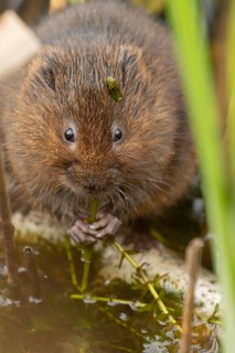 Water vole (Arvicola amphibius) adult rodent animal feeding on pondweed in a reedbed on a pond,