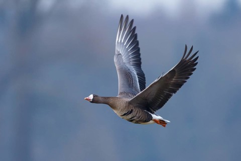 Greater White-fronted Goose (Anser albifrons) flying, North Rhine-Westphalia, Germany