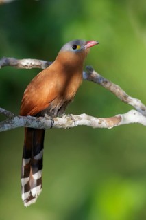 Black-bellied Cuckoo (Piaya melanogaster) perched on a branch in the Amazon of Brazil
