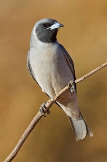 Masked Woodswallow (Artamus personatus), Western Australia, Australia