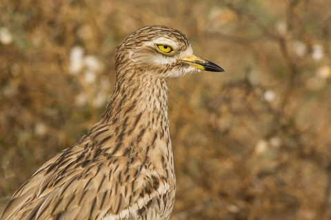 Eurasian Stone-curlew (Burhinus oedicnemus) juvenile, Morocco