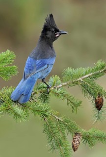 Steller's Jay (Cyanocitta stelleri), British Columbia, Canada