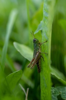 Great green bush cricket (locusta), grasshopper, on a blade of grass in a meadow, Tyrol, Austria