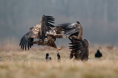 White-tailed Eagle (Haliaeetus albicilla) juveniles wrangling, Poland