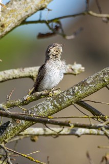 Eurasian wryneck (Jynx torquilla) Germany