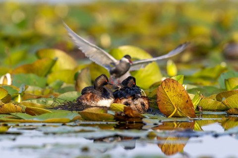 Black-necked Grebe (Podiceps nigricollis) at the nest with young, Danube Delta, Romania