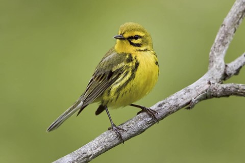 Prairie Warbler (Setophaga discolor) male, Ontario, Canada