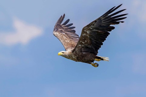 White-tailed Eagle (Haliaeetus albicilla) flying, Mecklenburg-Western Pomerania, Germany