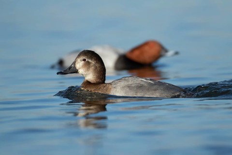 Common pochard (Aythya ferina) adult female duck on a lake with a male duck in the background,