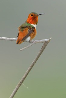Allen's Hummingbird Male (Selasphorus sasin) - Rancho Palos Verdes, California