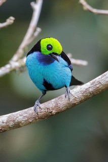 Paradise Tanager (Tangara chilensis) perched on a branch in Manu National Park, Peru