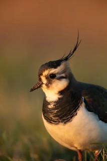 Northern lapwing (Vanellus vanellus) adult wading bird head portrait, England, United Kingdom