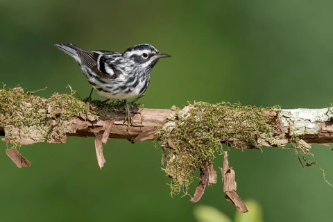 Black-and-white Warbler (Mniotilta varia) perched on a branch, Texas, USA