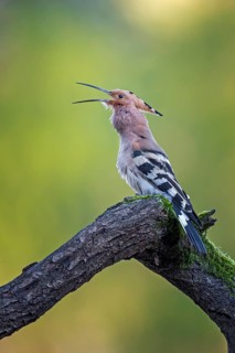 Eurasian Hoopoe (Upupa epops) calling, Saxony-Anhalt, Germany