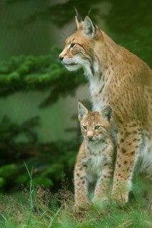 Lynx (Lynx lynx) with young, Haltern, North Rhine-Westphalia, Germany