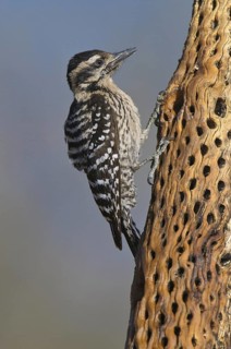 Ladder-backed Woodpecker (Dryobates scalaris), Arizona, USA