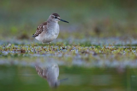 Wood Sandpiper (Tringa glareola) foraging, North Rhine-Westphalia, Germany