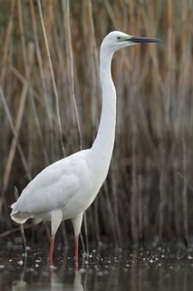 Great Egret (Ardea alba modesta), Saxony, Germany