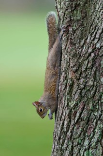 American grey squirrel (Sciurus carolinensis), climbing headfirst down a tree trunk, Pembroke