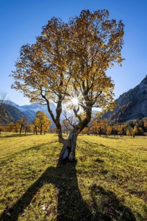 Sycamore maple with autumnal yellow foliage and Solaster endeca, large maple base in autumn, rocky