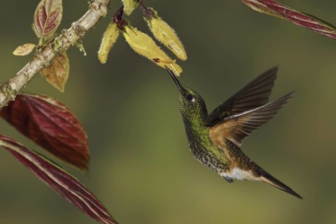 Buff-tailed Coronet (Boissonneaua flavescens), Ecuador