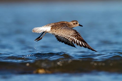Grey Plover (Pluvialis squatarola) flying, Andalusia, Spain