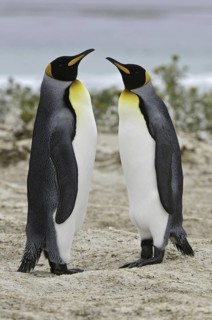 King Penguin (Aptenodytes patagonicus), Falkland Islands
