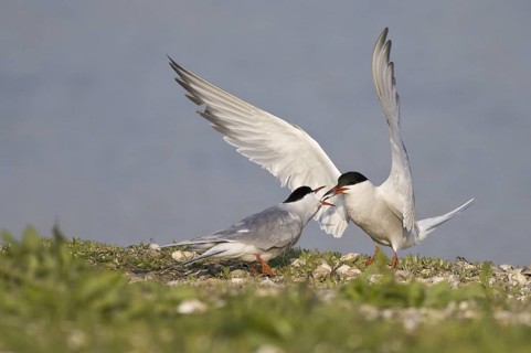 Common Tern (Sterna hirundo) mating, Texel, Netherlands