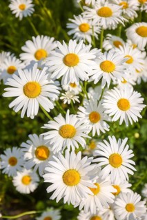 Recklinghausen, North Rhine-Westphalia, Germany - Daisies blooming in a summer meadow