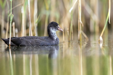 Eurasian Coot (Fulica atra) juvenile, Mecklenburg-Western Pomerania, Germany