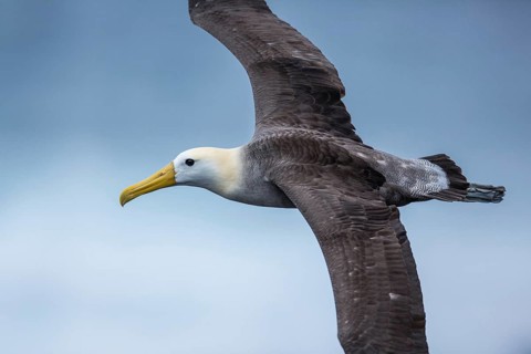 Waved Albatross (Phoebastria irrorata) flying, Galapagos, Ecuador