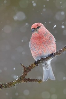 Pine Grosbeak (Pinicola enucleator) male perched on a branch in snowfall, Lapland, Finland