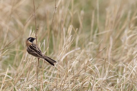 Japanese Reed Bunting (Emberiza yessoensis continentalis) male, Dornod-Aimag, Mongolia