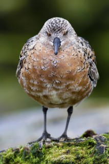 Red Knot (Calidris canutus), Asturias, Spain