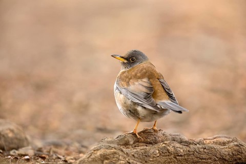 Pale Thrush (Turdus pallidus), Tokyo, Japan