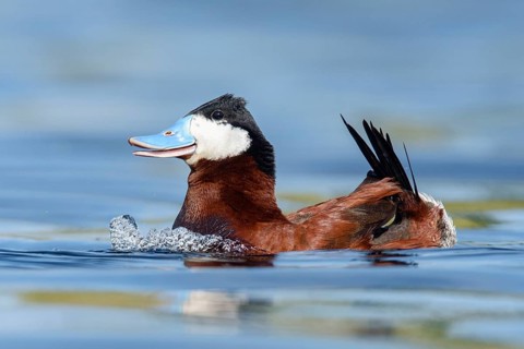 Ruddy Duck (Oxyura jamaicensis) male, British Columbia, Canada