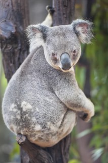 Koala (Phascolarctos Cinereous), Brisbane, Queensland, Australia