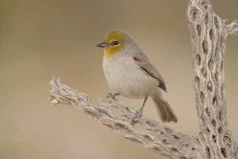 Verdin (Auriparus flaviceps), California, USA