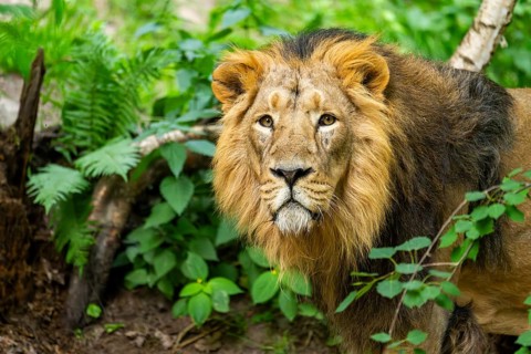 Asiatic lion (Panthera leo persica) male, portrait, captive, Germany