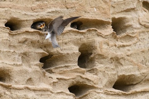 Sand martin (Riparia riparia) nesting in a sand pit Sand excavation and feeding chicks in a nest in
