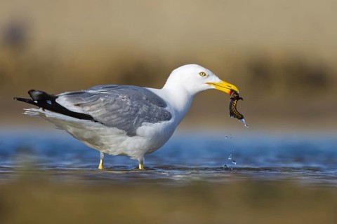 Yellow-legged Gull (Larus michahellis) with Northern crested newt (Triturus cristatus) prey in
