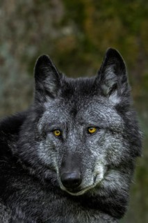Close-up portrait of black Northwestern wolf, Mackenzie Valley wolf, Canadian, Alaskan timber wolf