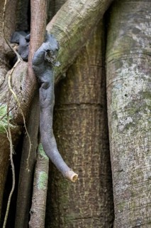 Tubular exit of a bee nest, construction of bees in the tropical rainforest, Corcovado National