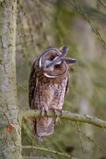 Long eared owl (Asio otus) adult bird on a Larch tree branch, England, United Kingdom